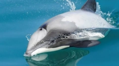 Dolphin hector